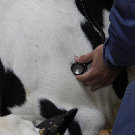 Luchtwegproblemen kalf | Eveal