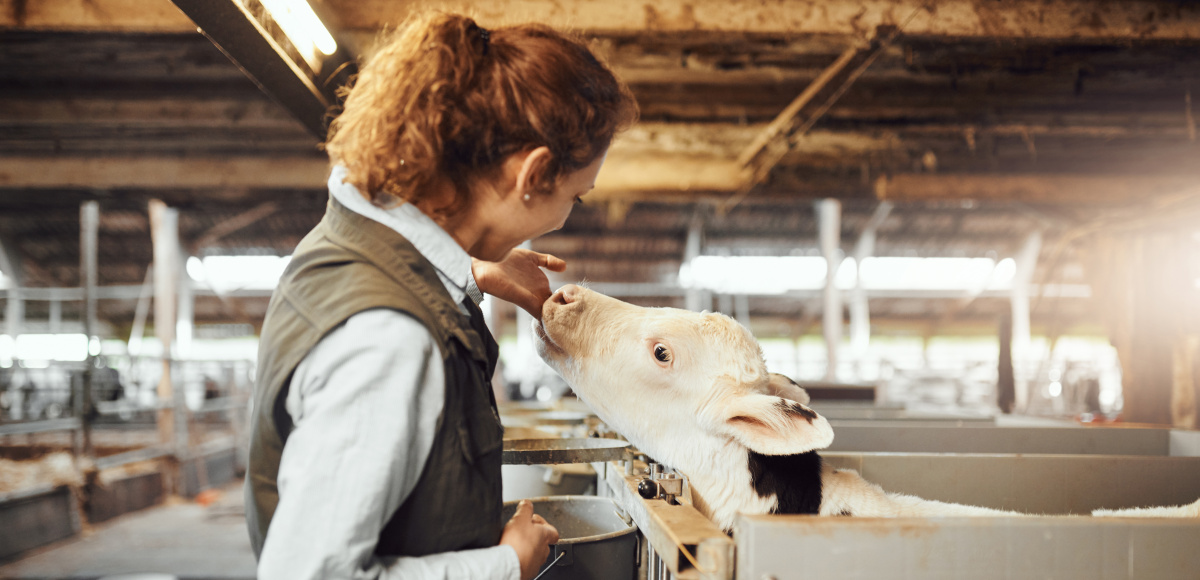 Een kalf met hangoren | Eveal