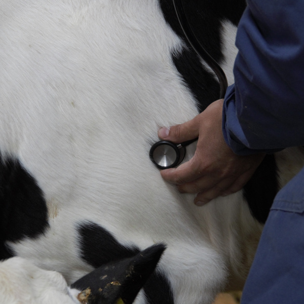 Module 7 - Leer meer over de problemen op stal | Eveal