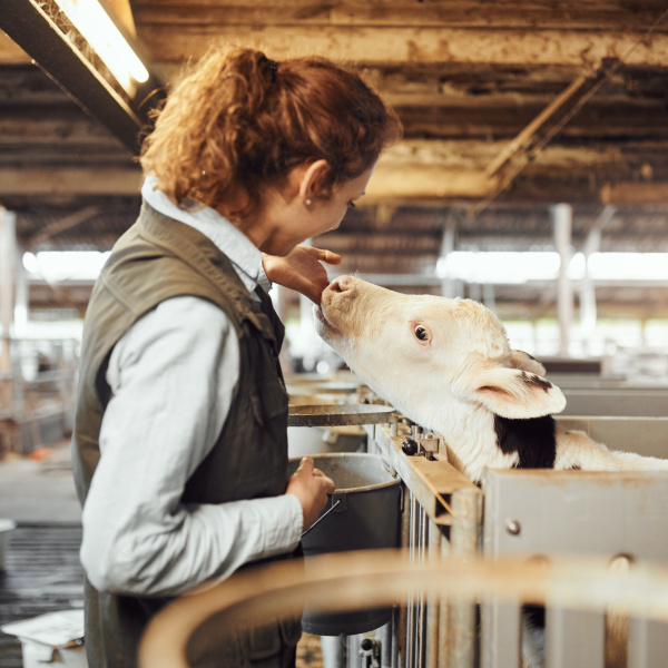 Module 6 - Leer meer over het management van een kalf | Eveal