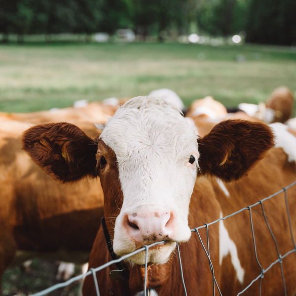Gezonde en vitalen kalveren | Eveal
