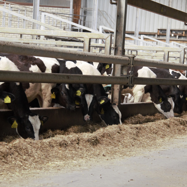 Omgeving van kalveren | Eveal