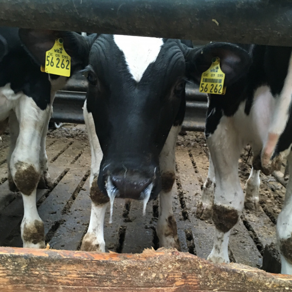 Module 3 - Leer meer over de luchtwegen van het kalf | Eveal